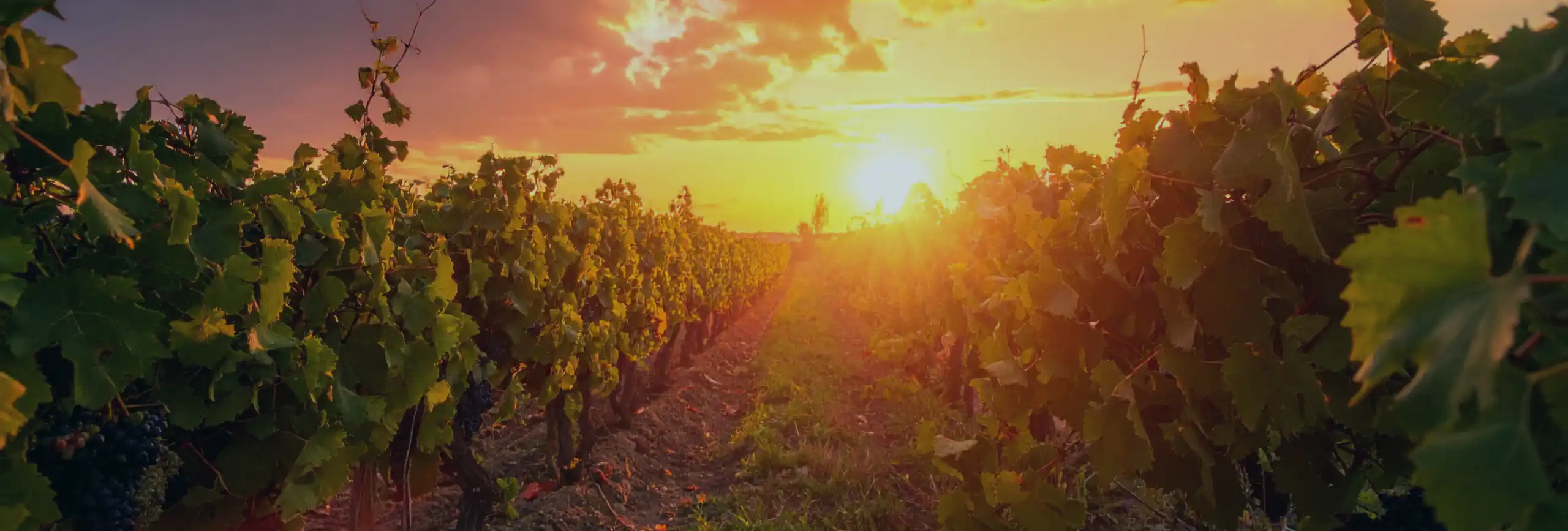 Vinum Fine Wines