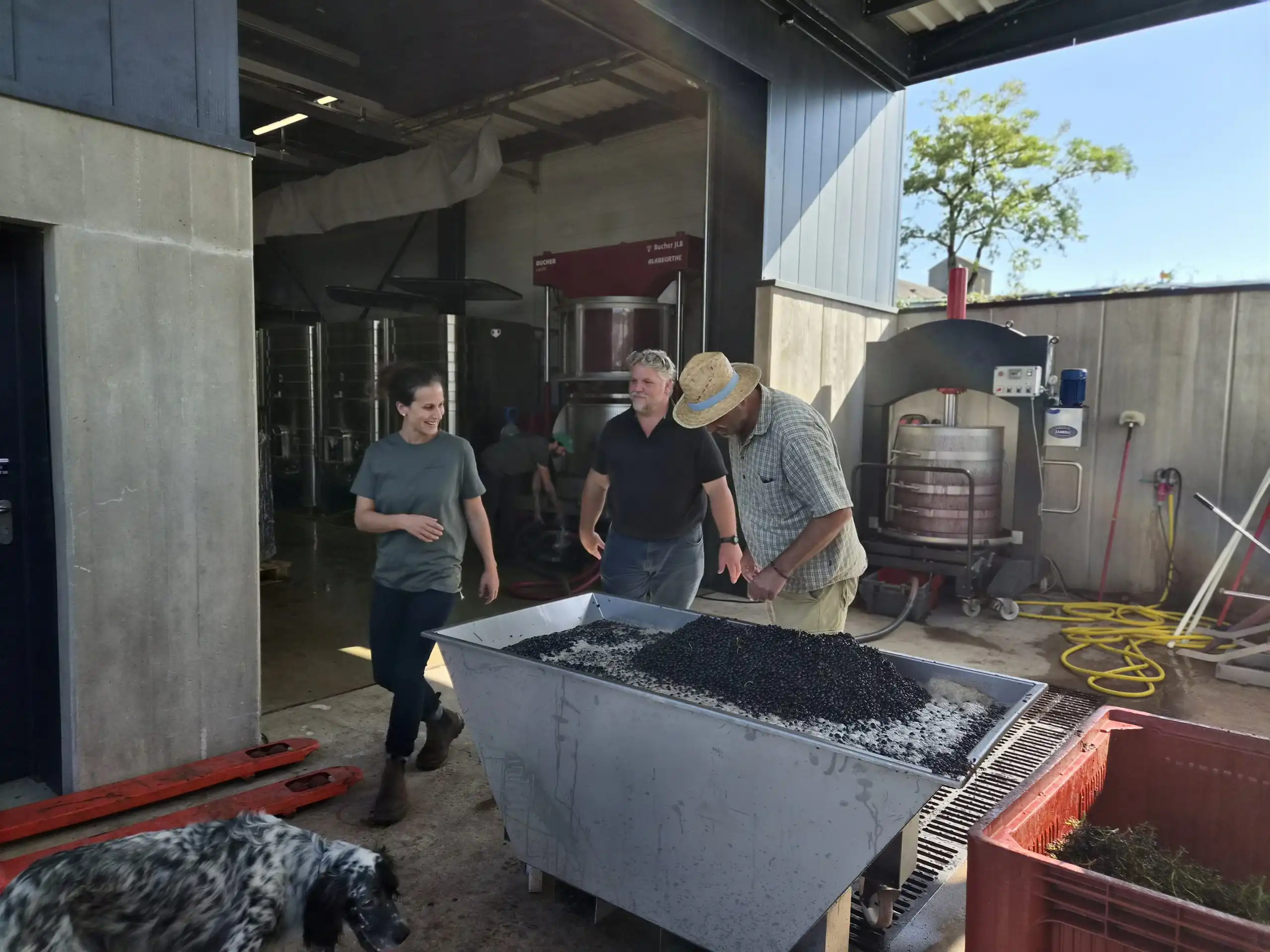 Harvest at Domaine Thibault Liger-Belair, with freshly picked grapes in a bin outside the winery